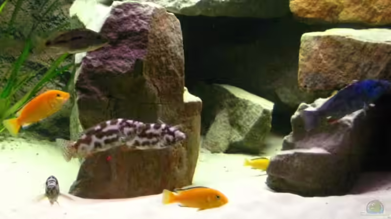 Besatz im Aquarium Becken 15694 von Sebastian Kühne (16)