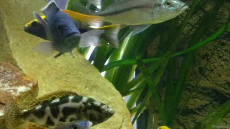 Besatz im Aquarium Becken 15694 von Sebastian Kühne (17)