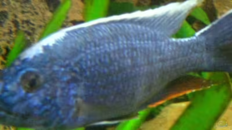 Besatz im Aquarium Becken 15694 von Sebastian Kühne (18)