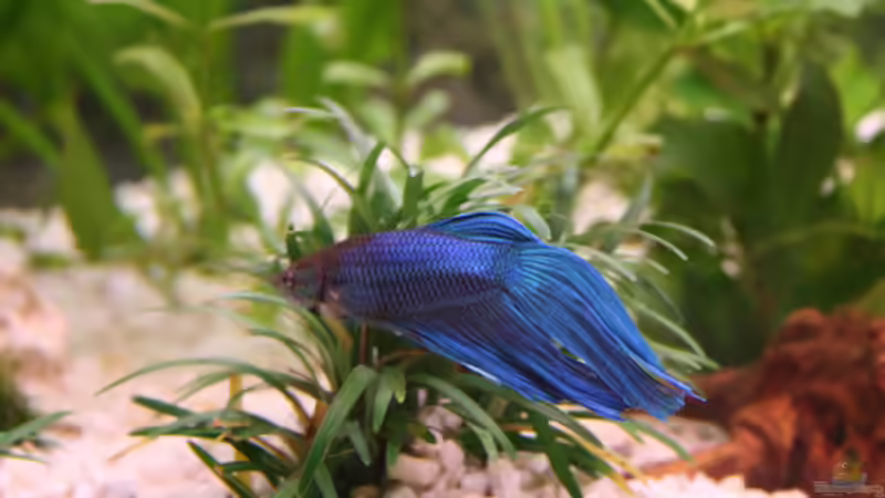 Besatz im Aquarium Becken 15729  (aufgelöst) von Photi (10)