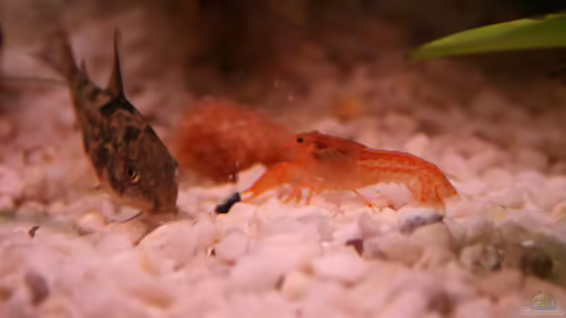 Besatz im Aquarium Becken 15729  (aufgelöst) von Photi (11)