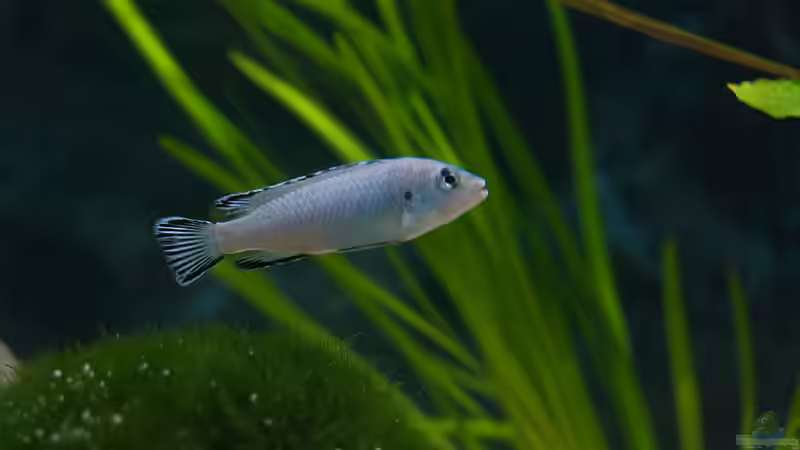 Besatz im Aquarium Becken 15732 von maniK (3)