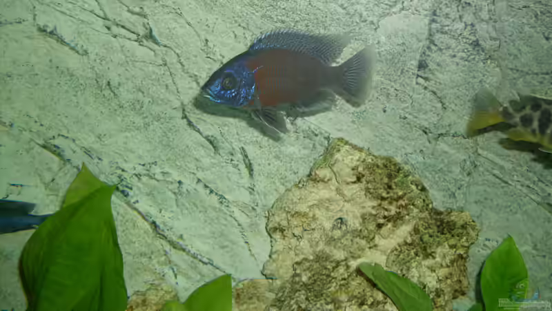 Besatz im Aquarium Becken 15775 von nivram (3)