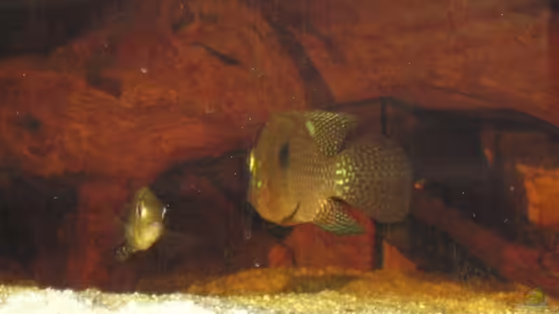 Besatz im Aquarium Becken 1578 von Jan Cerny (14)