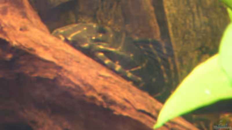 Besatz im Aquarium Becken 1578 von Jan Cerny (16)