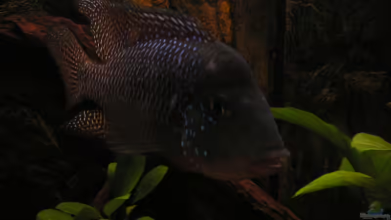 Besatz im Aquarium Becken 1578 von Jan Cerny (17)