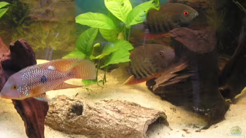 Besatz im Aquarium Becken 1578 von Jan Cerny (18)