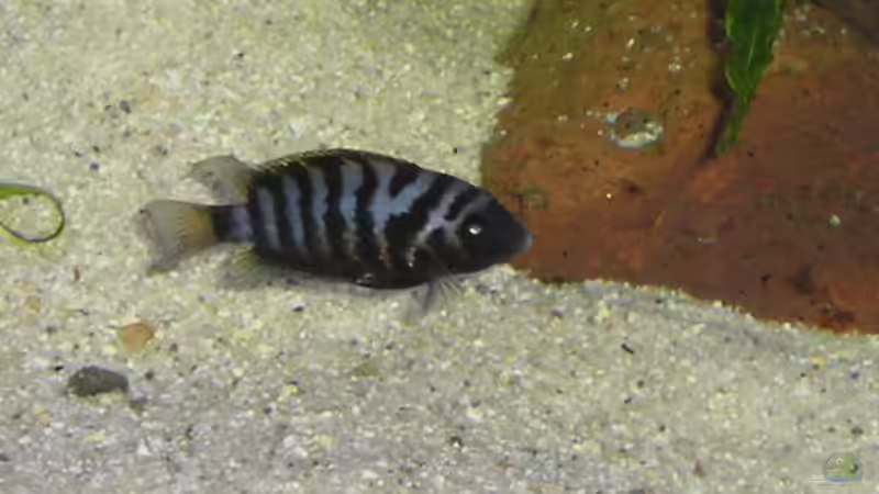 Besatz im Aquarium Becken 1578 von Jan Cerny (6)