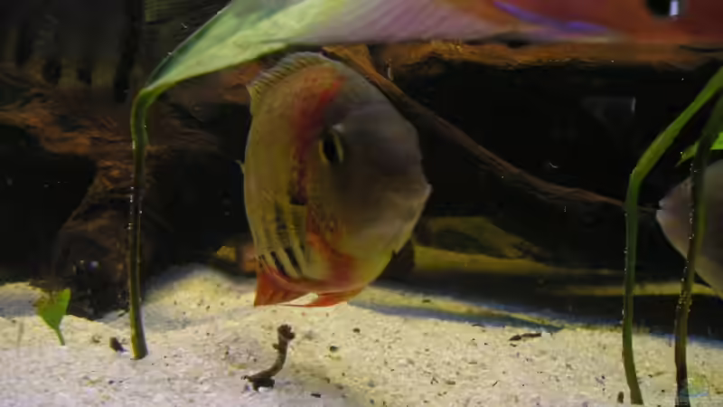 Besatz im Aquarium Becken 1578 von Jan Cerny (8)