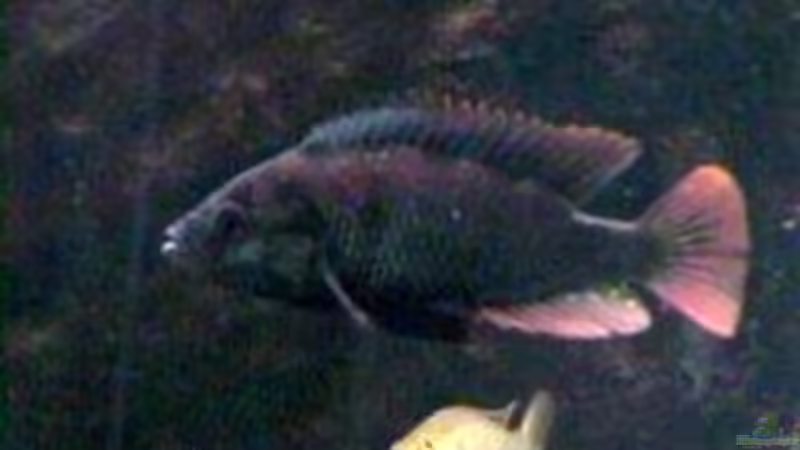 Besatz im Aquarium Becken 158 von Stanislav Kislyuk (3)