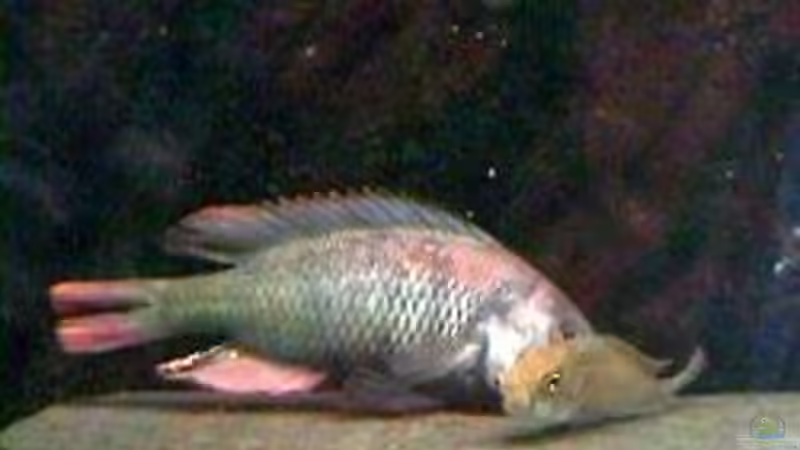 Besatz im Aquarium Becken 158 von Stanislav Kislyuk (4)