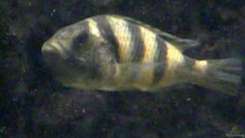 Besatz im Aquarium Becken 158 von Stanislav Kislyuk (5)