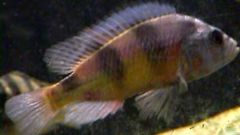 Besatz im Aquarium Becken 158 von Stanislav Kislyuk (6)