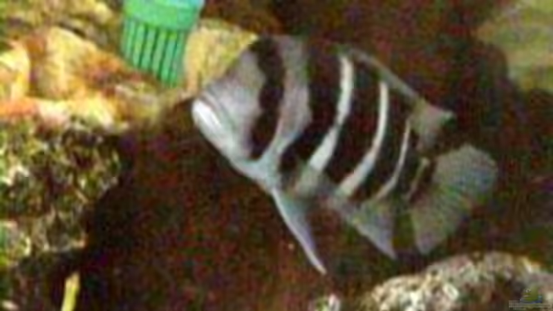 Besatz im Aquarium Becken 158 von Stanislav Kislyuk (9)