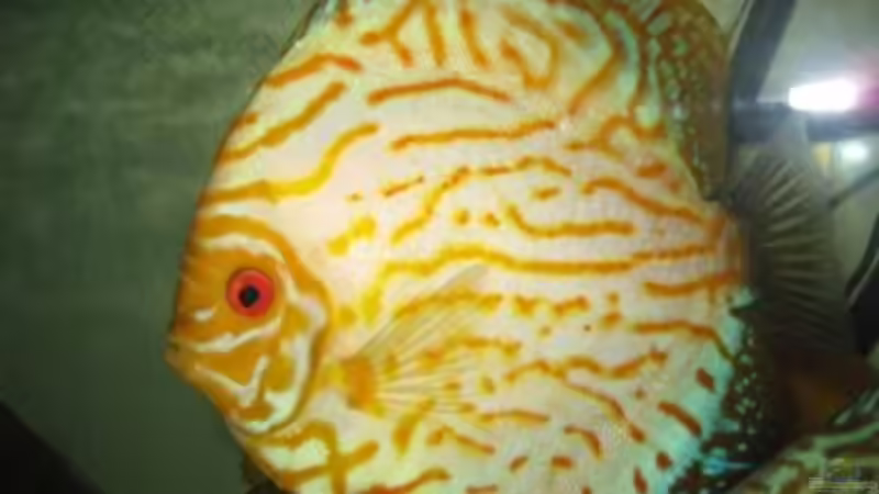 Besatz im Aquarium Becken 15834 von Kiyan4444 (3)