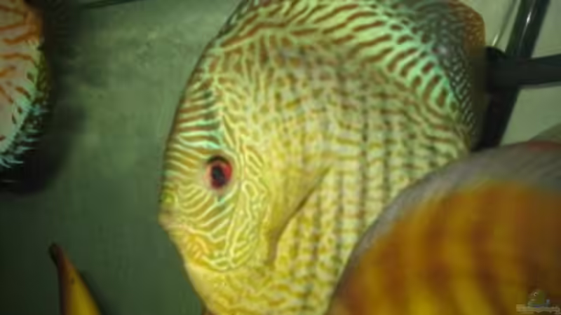 Besatz im Aquarium Becken 15834 von Kiyan4444 (4)