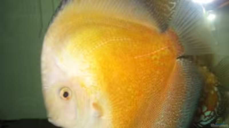 Besatz im Aquarium Becken 15834 von Kiyan4444 (5)