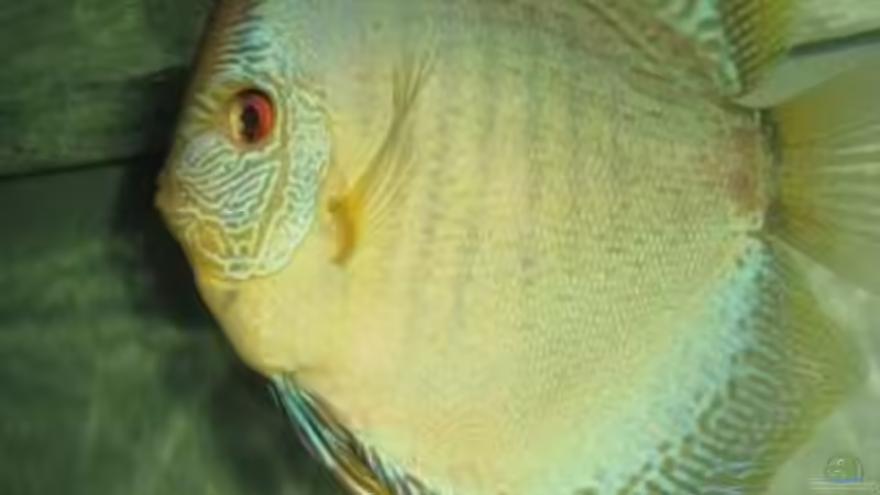 Besatz im Aquarium Becken 15834 von Kiyan4444 (7)