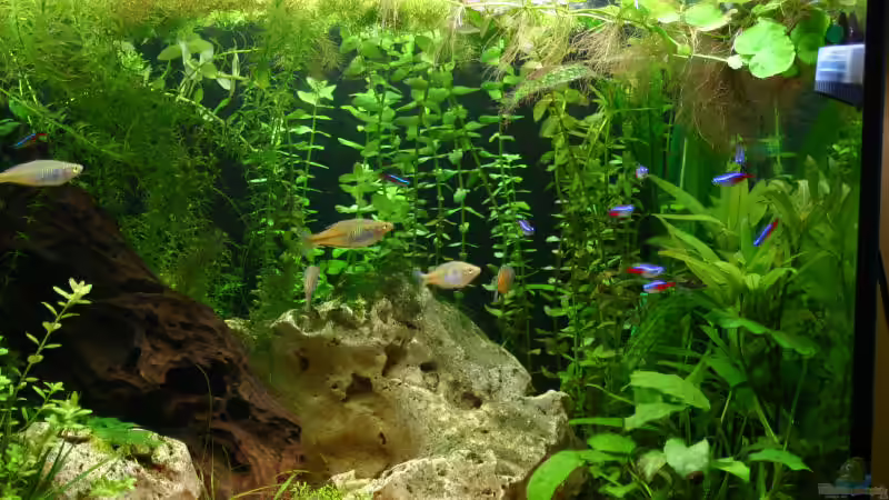 Besatz im Aquarium Becken 1584 von Stephan Münker (12)