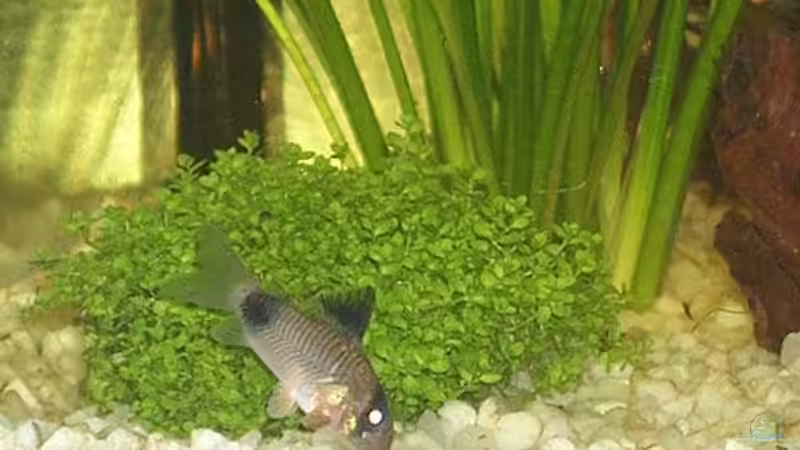 Besatz im Aquarium Becken 1588 von Melody (5)