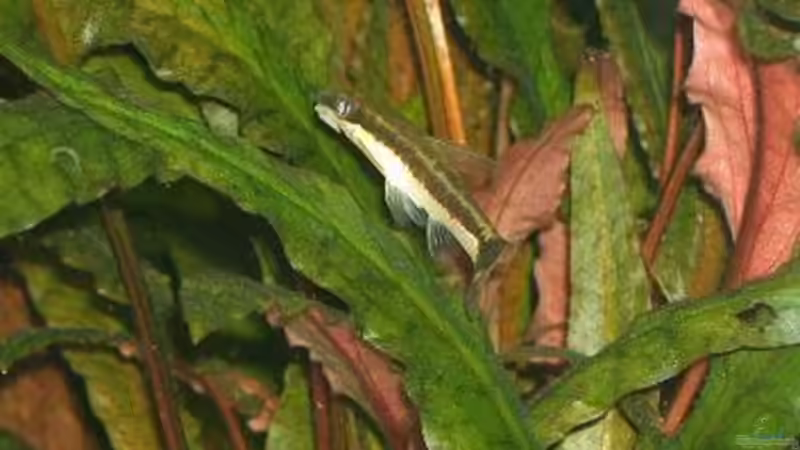 Besatz im Aquarium Becken 1588 von Melody (6)