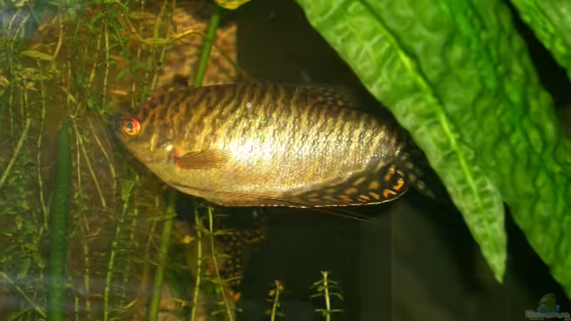 Besatz im Aquarium Becken 1588 von Melody (7)