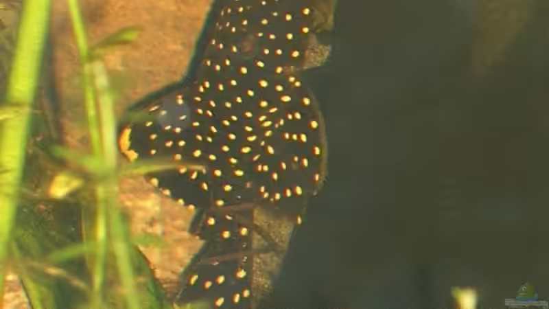 Besatz im Aquarium Becken 1588 von Melody (8)