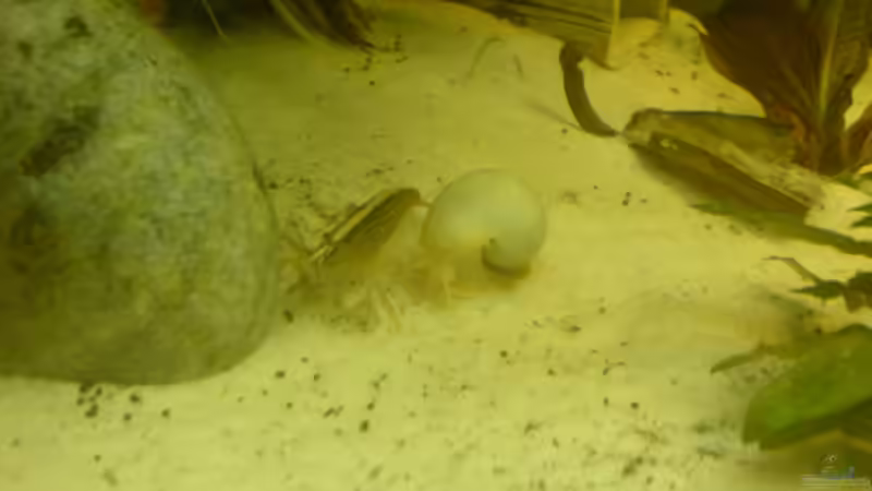 Besatz im Aquarium Becken 15911 von Manuel Brandt (31)