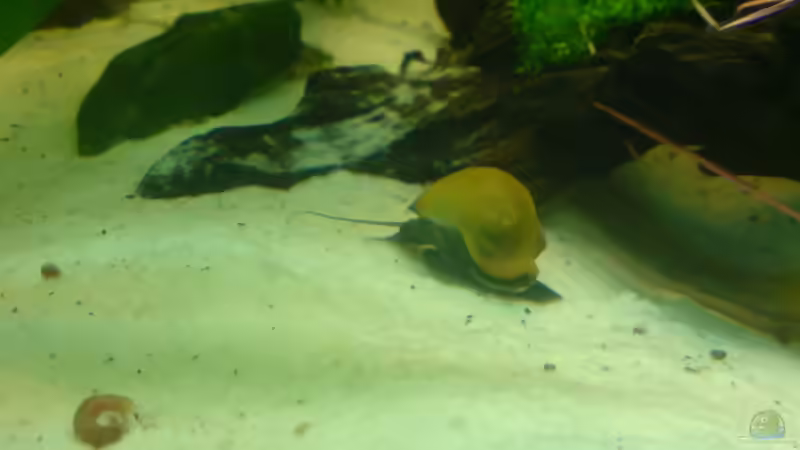 Besatz im Aquarium Becken 15911 von Manuel Brandt (33)