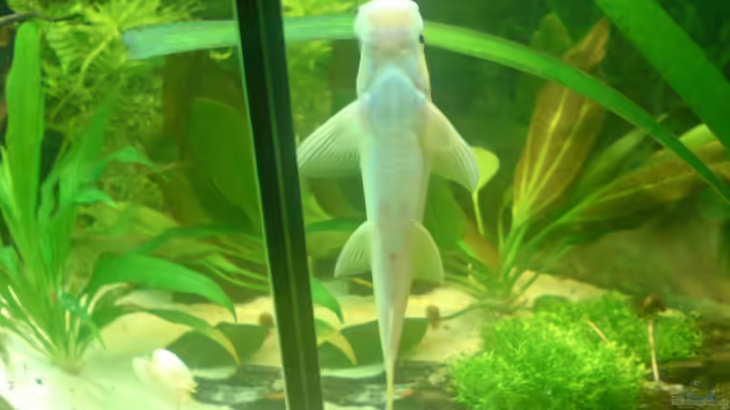 Besatz im Aquarium Becken 15911 von Manuel Brandt (34)