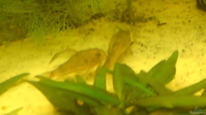 Besatz im Aquarium Becken 15911 von Manuel Brandt (36)