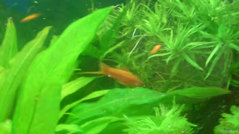 Besatz im Aquarium Becken 15911 von Manuel Brandt (38)