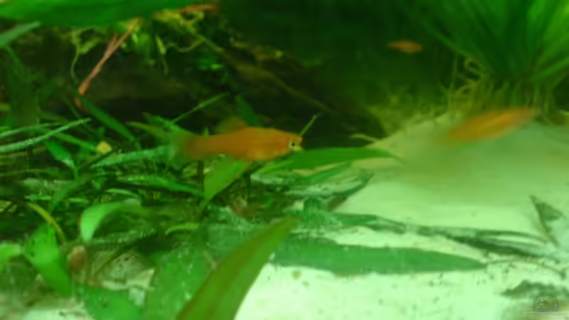 Besatz im Aquarium Becken 15911 von Manuel Brandt (40)