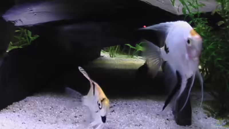 Besatz im Aquarium Becken 1592 von Marcus Heiser (14)