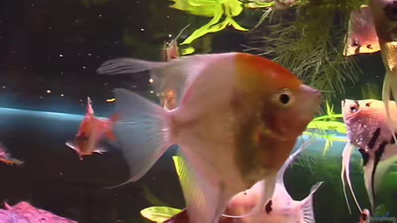 Besatz im Aquarium Becken 1592 von Marcus Heiser (20)