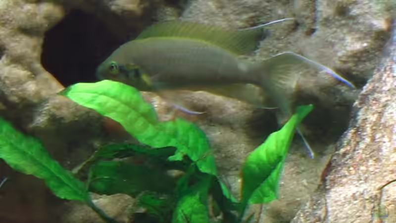 Besatz im Aquarium Becken 15947 von Olli N. (13)