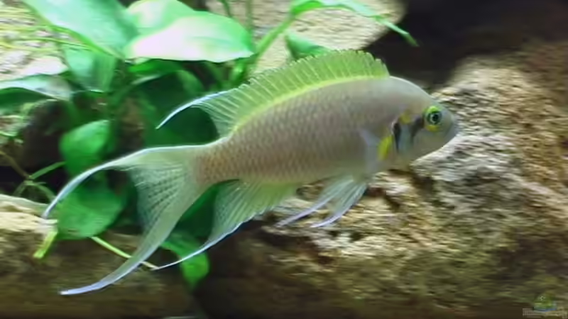 Besatz im Aquarium Becken 15947 von Olli N. (14)