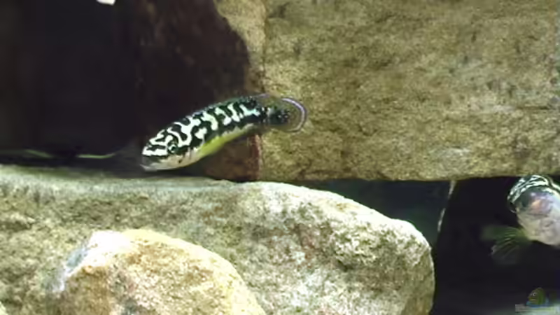 Besatz im Aquarium Becken 15947 von Olli N. (15)