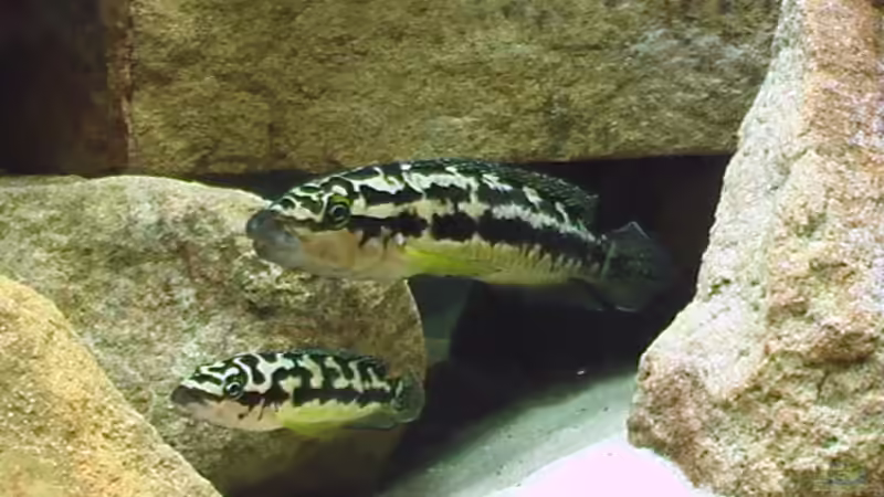 Besatz im Aquarium Becken 15947 von Olli N. (16)