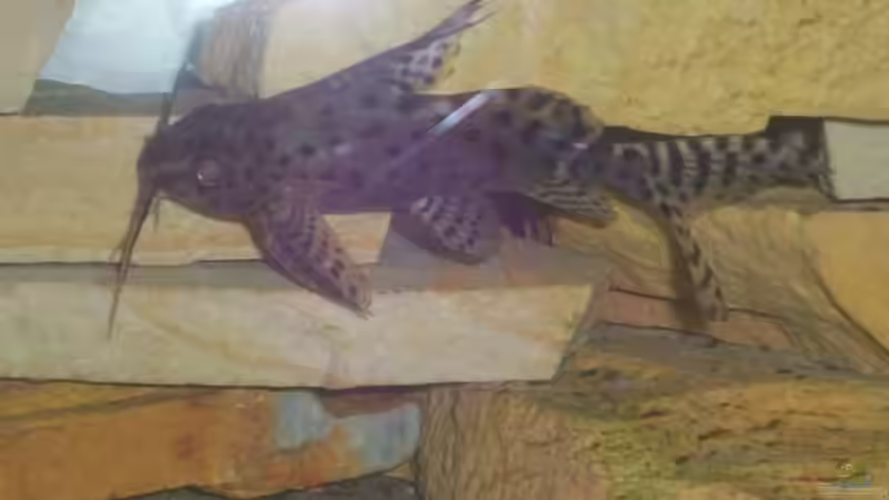 Besatz im Aquarium Becken 160 von Angela Sumner (11)