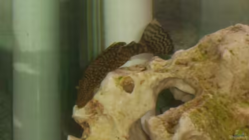 Besatz im Aquarium Becken 160 von Angela Sumner (5)