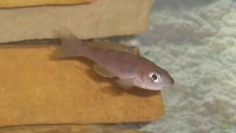 Besatz im Aquarium Becken 160 von Angela Sumner (6)