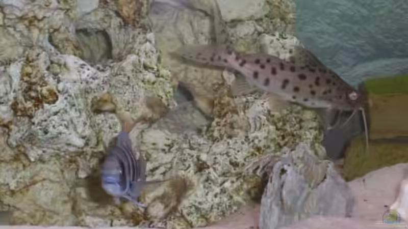 Besatz im Aquarium Becken 160 von Angela Sumner (7)