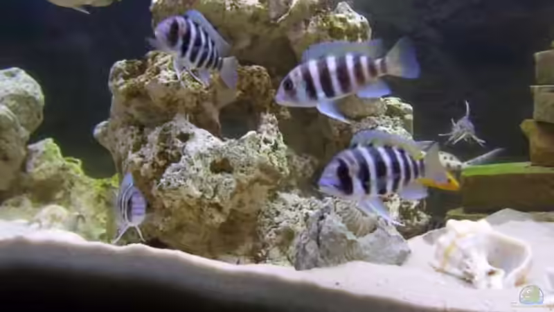 Besatz im Aquarium Becken 160 von Angela Sumner (8)