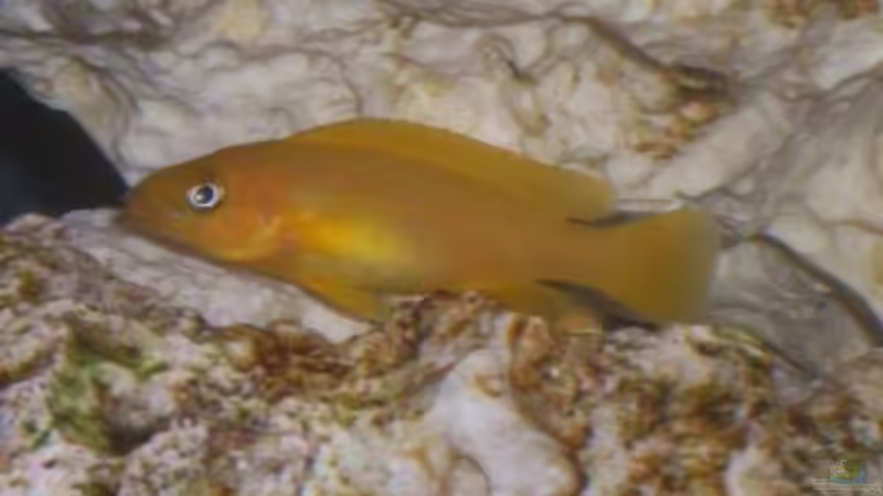 Besatz im Aquarium Becken 160 von Angela Sumner (9)