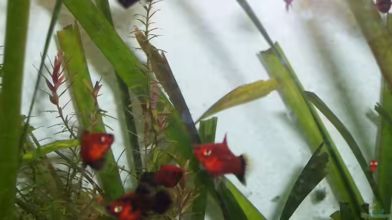 Besatz im Aquarium Becken 1602 von my-fish (6)