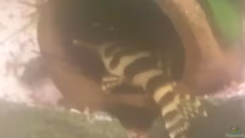 Besatz im Aquarium Becken 16025 von Hoase (12)