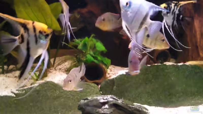 Besatz im Aquarium Becken 16025 von Hoase (14)