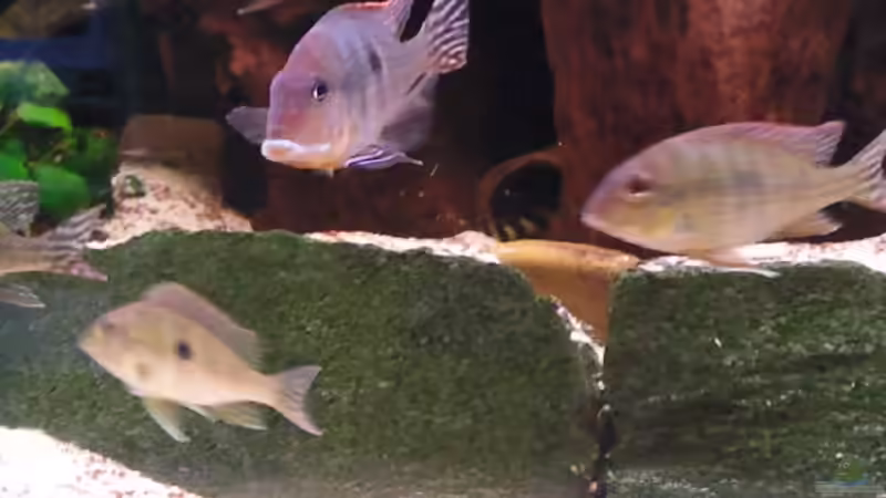 Besatz im Aquarium Becken 16025 von Hoase (15)