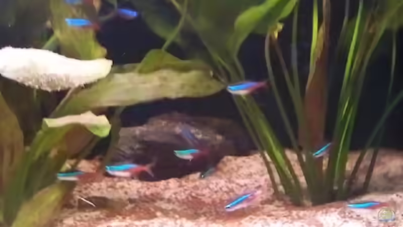 Besatz im Aquarium Becken 16025 von Hoase (16)